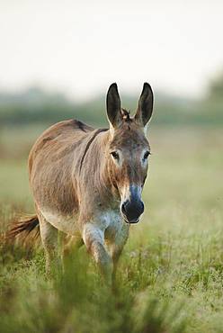 African wild ass (Equus africanus asinus), Camargue, France, Europe