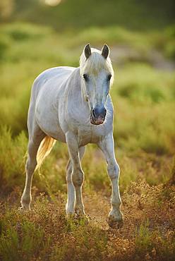 Camargue horse, Camargue, France, Europe