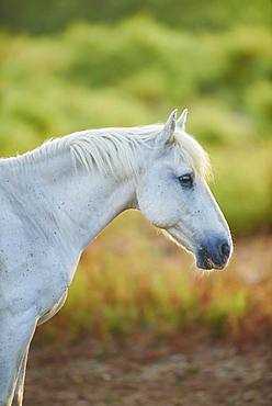 Camargue horse, portrait, Camargue, France, Europe