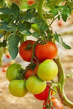 Red and green tomatos at bush, Germany, Europe