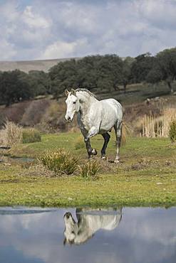 Andalusian horse, grey, gelding at trot in landscape, water reflection, Andalusia, Spain, Europe