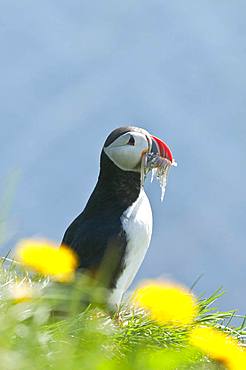 Puffin (Fratercula arctica), standing in the grass with prey fish in the beak, Iceland, Europe