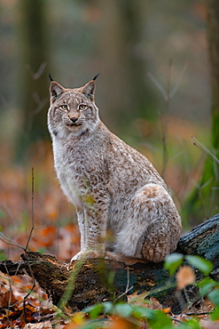 Lynx (Lynx lynx), sitting, captive, Germany, Europe