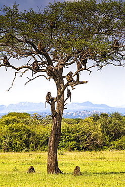 Herd Yellow baboons (Papio cynocephalus) sitting in a tree, Serengeti National Park, Tanzania, Africa