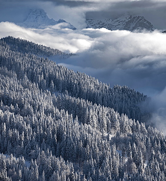 Snow-covered forest and mountains between clouds, high fog, Hochbrixen, Brixen im Thale, Tyrol, Austria, Europe