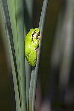 European tree frog (Hyla arborea) sits on bulrush, Burgenland, Austria, Europe