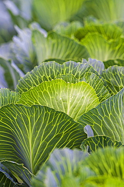 White cabbage (Brassica oleracea), Field, Baden-Wuerttemberg, Germany, Europe