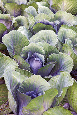 Red cabbage (Brassica oleracea var capitata f rubra), vegetable field, Baden-Wuerttemberg, Germany, Europe