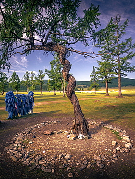 Siberian larch (Larix sibirica) with serpentine winding tree trunk, worshipped tree, Huvsgul Province, Mongolia, Asia