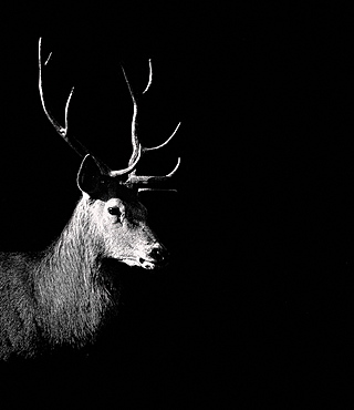 Deer with antlers, animal portrait, Germany, Europe