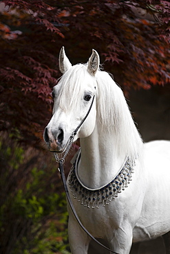 Thoroughbred Arabian grey stallion with halter, portrait, Austria, Europe