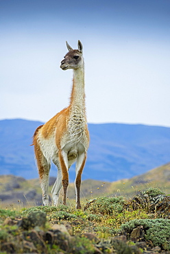 Guanaco (Llama guanicoe), also , is on lookout, Torres del Paine National Park, Region de Magallanes y de la Antartica Chilena, Patagonia, Chile, South America