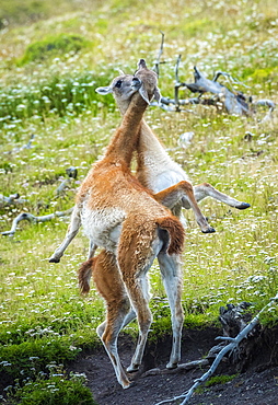 Guanacos (Llama guanicoe), two animals in playful combat, Torres del Paine National Park, Region de Magallanes y de la Antartica Chilena, Patagonia, Chile, South America