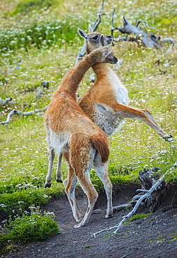 Guanacos (Llama guanicoe), two animals in playful combat, Torres del Paine National Park, Region de Magallanes y de la Antartica Chilena, Patagonia, Chile, South America