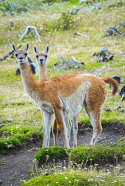 Guanacos (Llama guanicoe), Torres del Paine National Park, Region de Magallanes y de la Antartica Chilena, Patagonia, Chile, South America