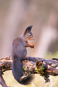 Eurasian red squirrel (Sciurus vulgaris), sitting on branch, Bavaria, Germany, Europe