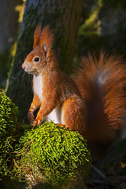 Eurasian red squirrel (Sciurus vulgaris) sits on moss, Bavaria, Germany, Europe