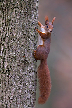 Eurasian red squirrel (Sciurus vulgaris) climbing a tree trunk, Bavaria, Germany, Europe