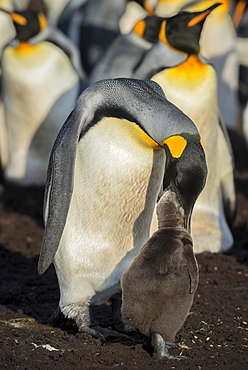 King penguin (Aptenodytes patagonicus) feeds chicks, breeding colony, Volunteer Point, Falkland Islands, South America