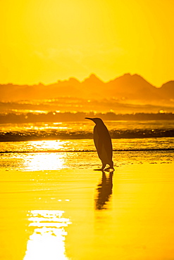 King penguin (Aptenodytes patagonicus) on the beach at sunrise, Volunteer Point, Falkland Islands, South America