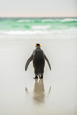 King penguin (Aptenodytes patagonicus) at the beach, rear view, view to the sea, Volunteer Point, Falkland Islands, South America