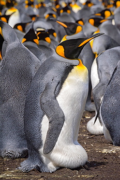 King penguin (Aptenodytes patagonicus) with abdominal crease during hatching, breeding colony, Volunteer Point, Falkland Islands, South America