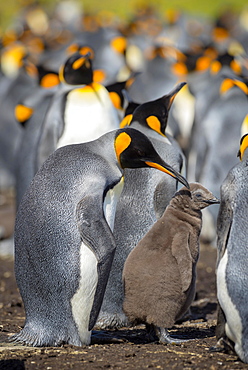 King penguin (Aptenodytes patagonicus) with chicks, breeding colony, Volunteer Point, Falkland Islands, South America