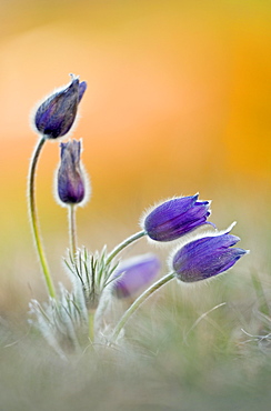 Pasque flowers (Pulsatilla vulgaris) Bavaria, Germany, Europe