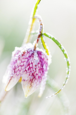 Red Snake's Head Fritillary (Fritillaria meleagris) in meadow with frost, Hesse, Germany, Europe