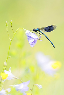 Banded demoiselle (Calopteryx splendens) to Spreading Bellflower (Campanula patula), Hesse, Germany, Europe