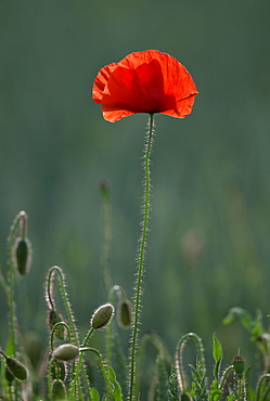 Corn poppy (Papaver rhoeas), Germany, Europe