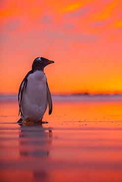 Gentoo penguin (Pygoscelis papua) on the beach at dawn, Volunteer Point, Falkland Islands, South America