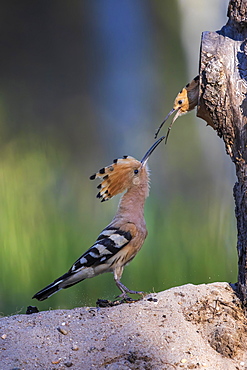 Hoopoe (Upupa epops) male feeding brooding female, Middle Elbe Biosphere Reserve, Saxony-Anhalt, Germany, Europe