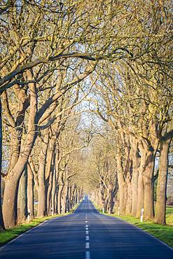 Avenue, street with trees, Ruegen, Mecklenburg-Western Pomerania, Germany, Europe