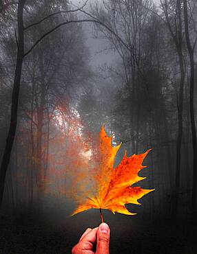 Digital Composing, symbol photo transience, autumn leaf, maple leaf dissolves, Germany, Europe