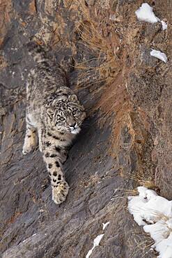 Snow leopard (Panthera uncia) on rock, Spiti region of the Indian Himalayas, India, Asia