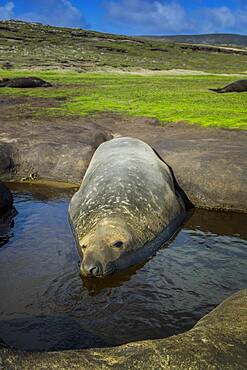 Southern elephant seal (Mirounga leonina), cools in a pond, Carcass Island, Falkland Islands, Great Britain, South America