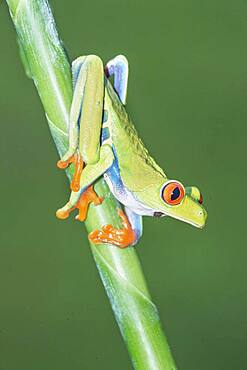 Red-eyed tree frog (Agalychnis callidryas) on green trunk, Sarapiqui, Costa Rica, Central America
