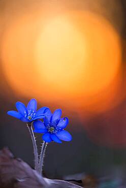 Two (Hepatica nobilis ) in front of sunset, Paar, Bielefeld, North Rhine-Westphalia, Germany, Europe