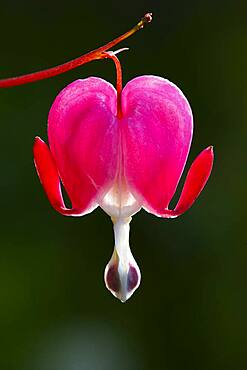 Old-fashioned bleeding-heart (Lamprocapnos spectabilis), Upper Austria, Austria, Europe