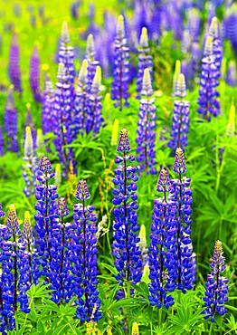 Lupines, Lupinus, Multileaf Lupine, Upper Austria, Austria, Europe