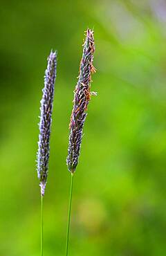 Meadow foxtail (Alopecurus pratensis), foxtail grass, grasses, Upper Austria, Austria, Europe