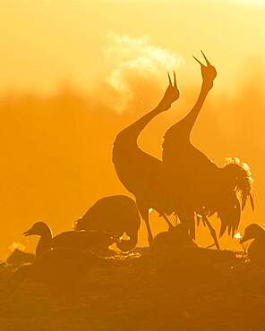 Silhouette, two cranes (grus grus) calling with breath at sunrise, dance of the cranes, bird migration, Vaestergoetland, Sweden, Europe