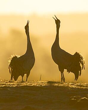 Silhouette of Grey Common cranesn (grus grus), pair of animals, courtship at sunrise, dance of the cranes, Vaestergoetland, Sweden, Europe