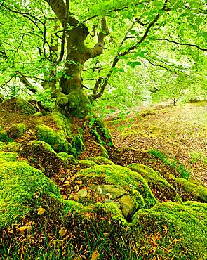 Gnarled old beech on rocks with moss in spring, fresh green foliage, Kellerwald-Edersee National Park, Hesse, Germany, Europe