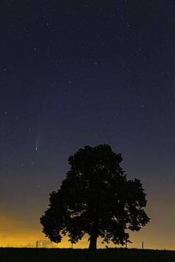 Comet C/2020 F3, Neowise, next to Linden tree silhouette, Challhoechi, Basel-Landschaft, Switzerland, Europe