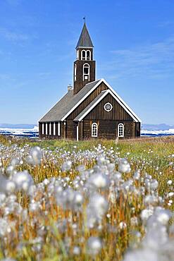 Cottongrass ( Eriophorum) , in a meadow, behind Zion Church in Disko Bay, Ilulissat, West Greenland, Greenland, North America