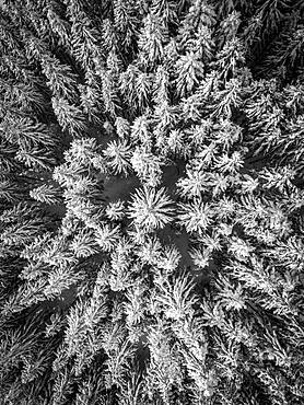 Aerial view, spruce forest in winter, Austria, Europe