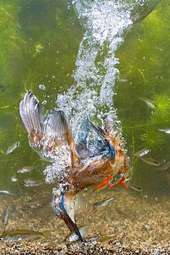 Common kingfisher ( Alcedo atthis) diving under water for fish, prey thrust, hunting, naarden, Netherlands