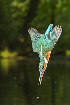 Spoils of the Common kingfisher ( Alcedo atthis) , flying, hunting, Netherlands